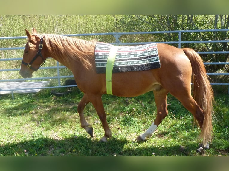American Indian Horse Mix Ruin 4 Jaar 151 cm Vos in JUlbach