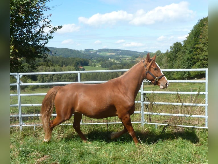 American Indian Horse Mix Ruin 4 Jaar 151 cm Vos in JUlbach