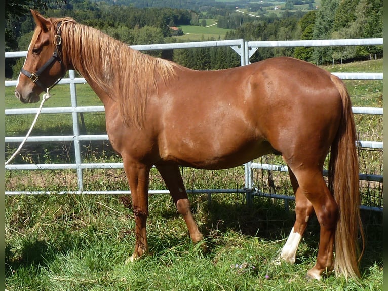American Indian Horse Mix Ruin 4 Jaar 151 cm Vos in JUlbach