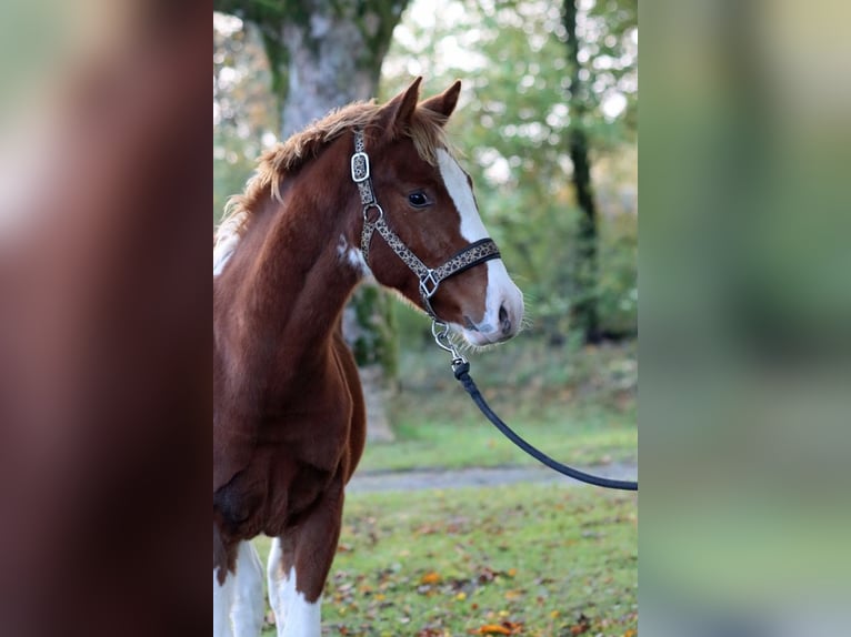 American Indian Horse Stallion 1 year 14,2 hh Tobiano-all-colors in Hellenthal