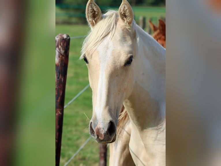 American Indian Horse Stallion 1 year 15,1 hh Palomino in Hellenthal