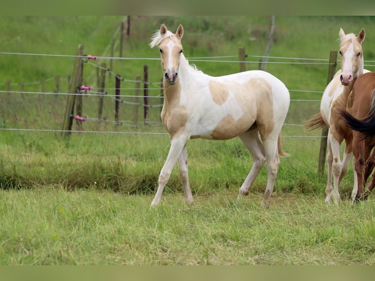 American Indian Horse Stallion 1 year 15,1 hh Palomino in Hellenthal