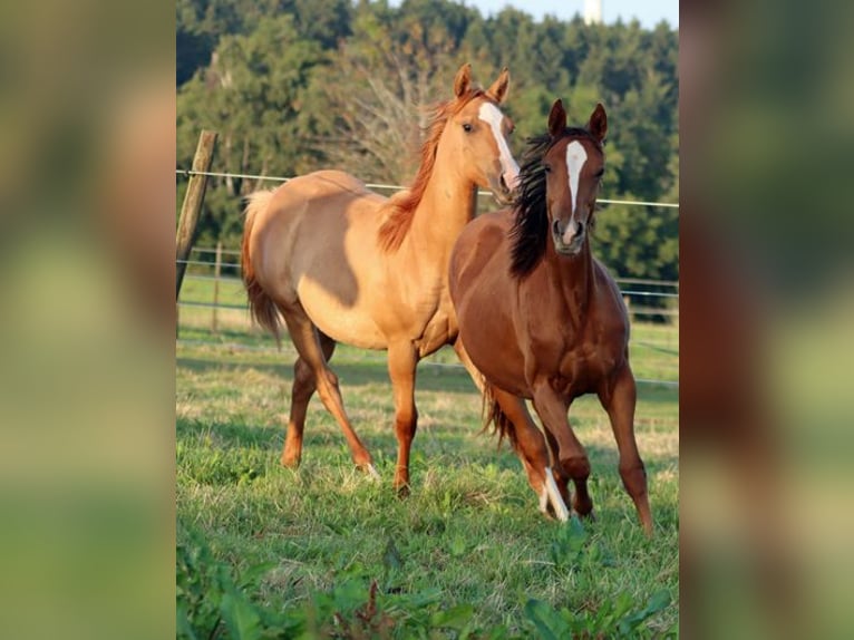 American Indian Horse Stute 1 Jahr 150 cm Dunkelfuchs in Hellenthal
