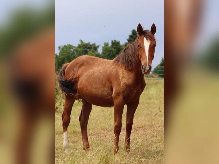 American Indian Horse Stute 1 Jahr 150 cm Dunkelfuchs in Hellenthal