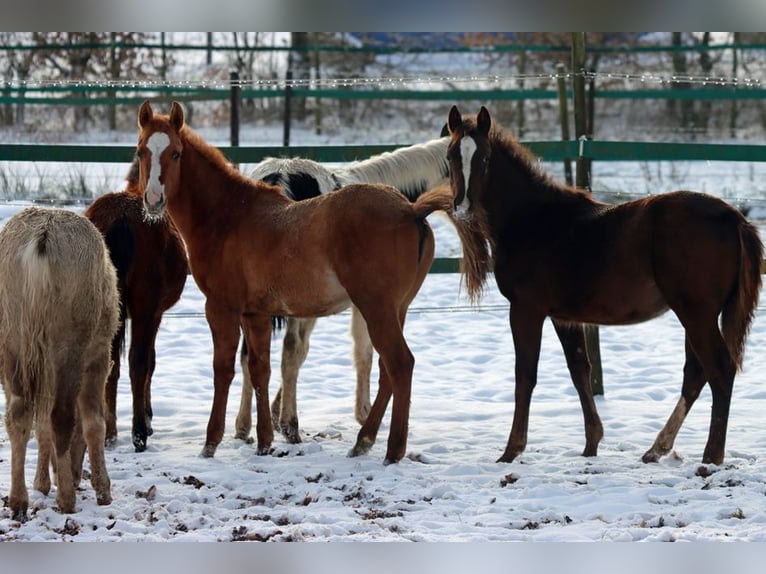 American Indian Horse Stute 1 Jahr 150 cm Dunkelfuchs in Hellenthal