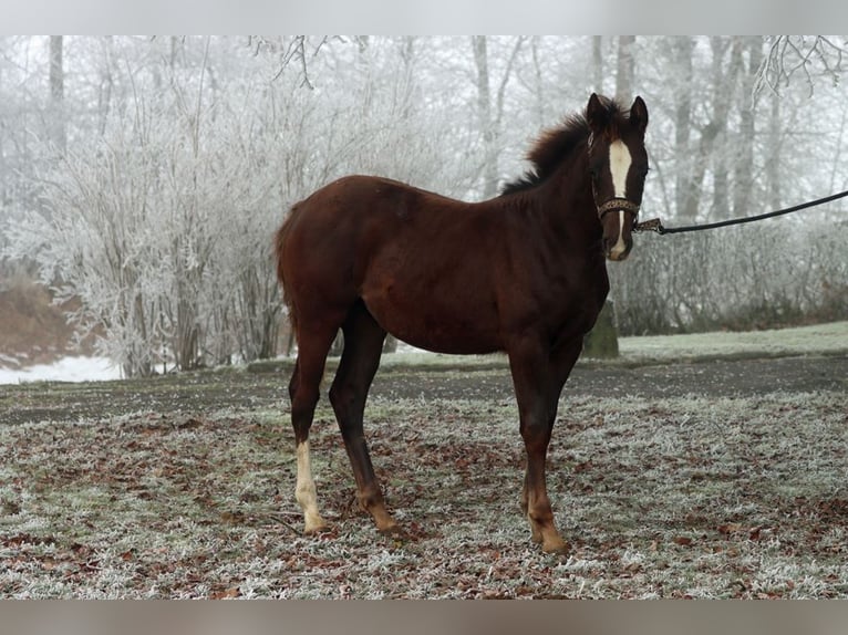 American Indian Horse Stute 1 Jahr 150 cm Dunkelfuchs in Hellenthal