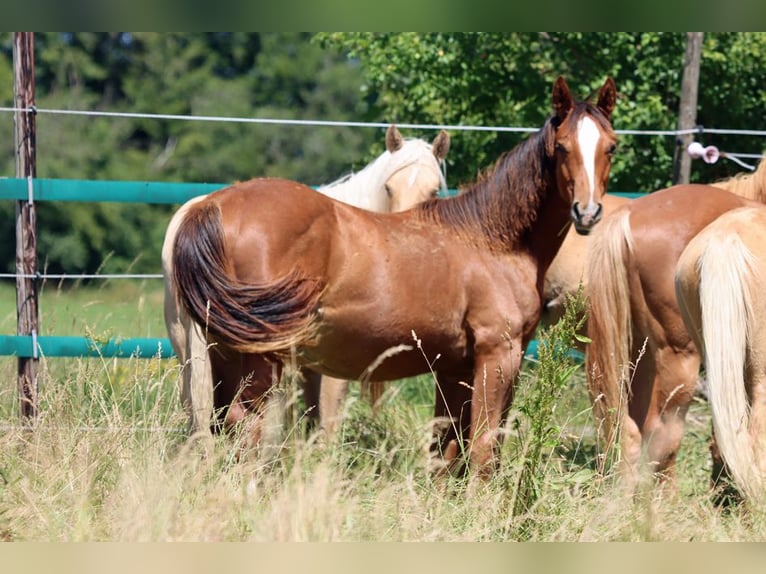 American Indian Horse Stute 1 Jahr 150 cm Dunkelfuchs in Hellenthal
