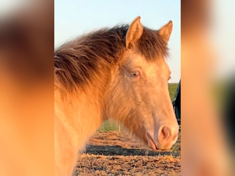 American Indian Horse Stute 1 Jahr 150 cm in Oberbachheim