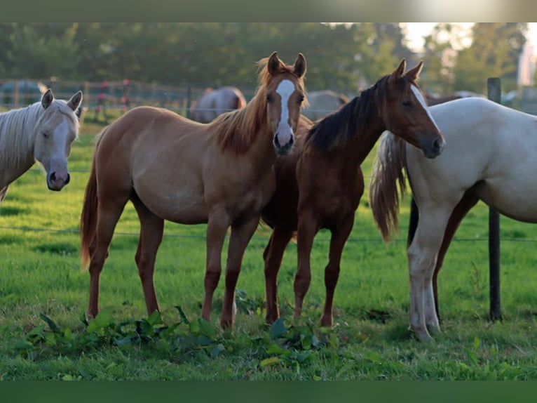 American Indian Horse Stute 2 Jahre 150 cm Dunkelfuchs in Hellenthal