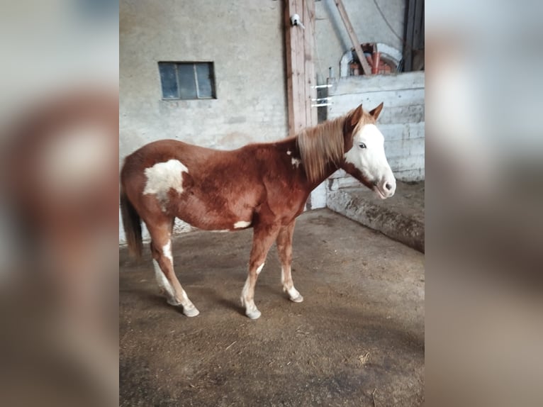 American Indian Horse Mix Stute 2 Jahre Schecke in Ampflwang