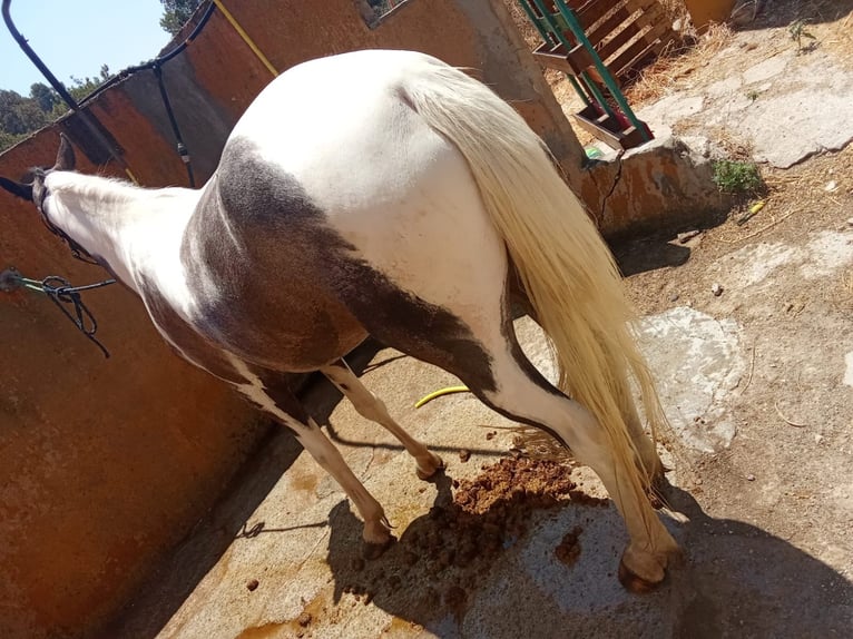 American Indian Horse Stute 3 Jahre 165 cm Schecke in Barcelona