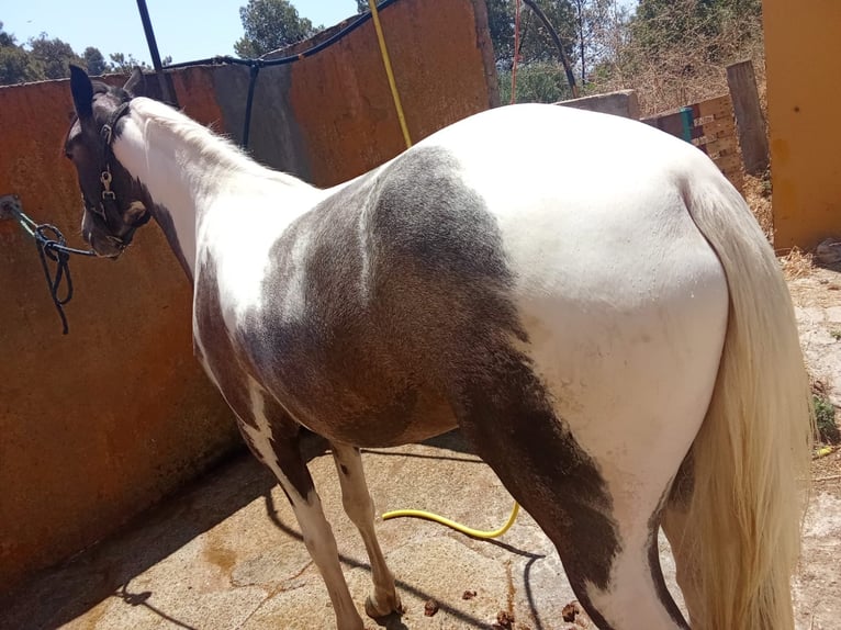 American Indian Horse Stute 3 Jahre 165 cm Schecke in Barcelona