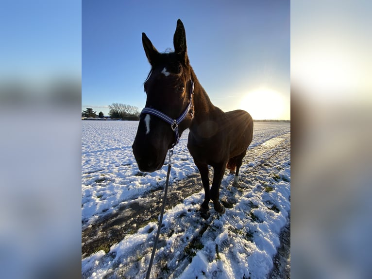 American Indian Horse Stute 5 Jahre 154 cm Dunkelbrauner in Hürth
