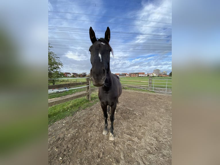American Indian Horse Stute 5 Jahre 155 cm Rappe in Köln