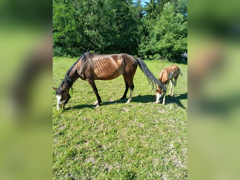 American Indian Horse Stute 7 Jahre 152 cm  in Wolfsegg
