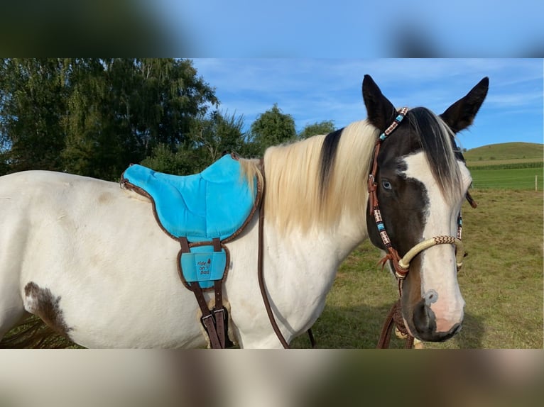 American Indian Horse Stute 7 Jahre 158 cm Tovero-alle-Farben in Prüm