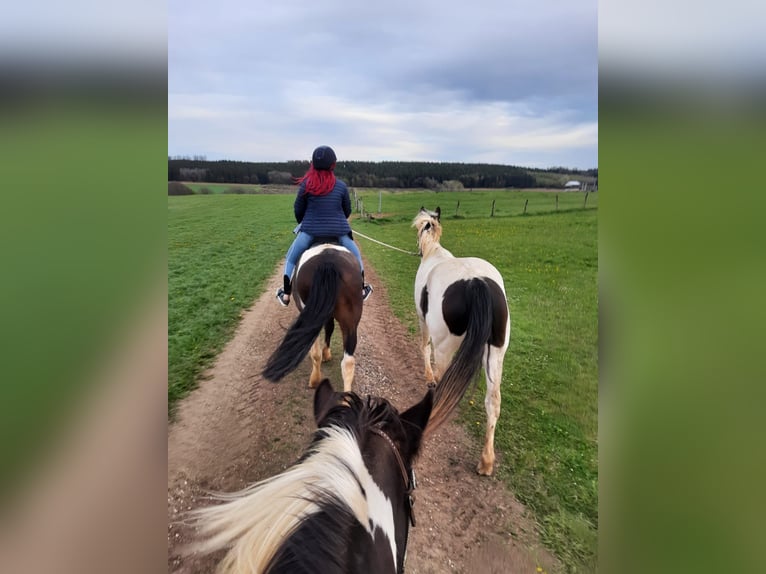 American Indian Horse Stute 7 Jahre 158 cm Tovero-alle-Farben in Prüm