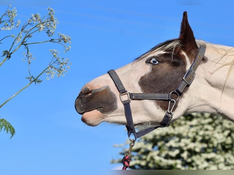 American Indian Horse Stute 7 Jahre 158 cm Tovero-alle-Farben in Prüm