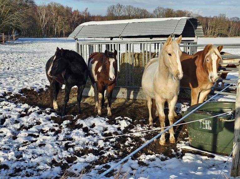 American Indian Horse Wallach 3 Jahre 152 cm Schecke in Langerwehe