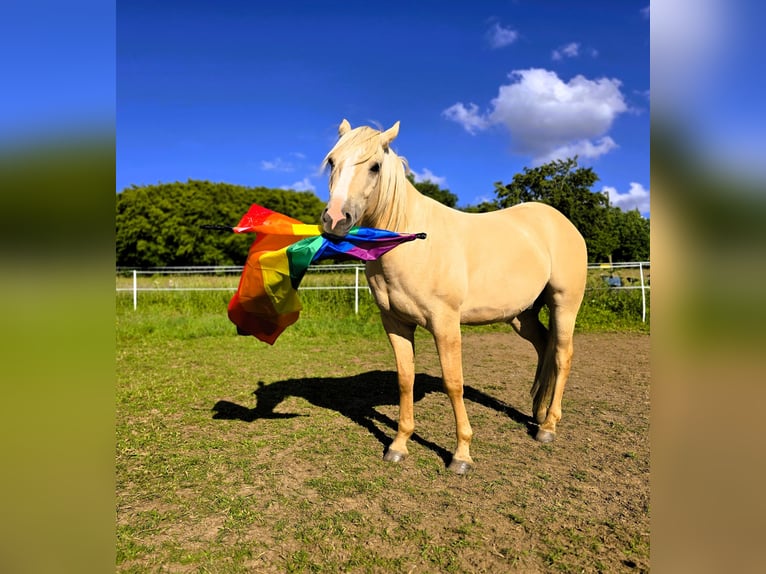 American Indian Horse Wallach 3 Jahre 156 cm Dunalino in Monschau