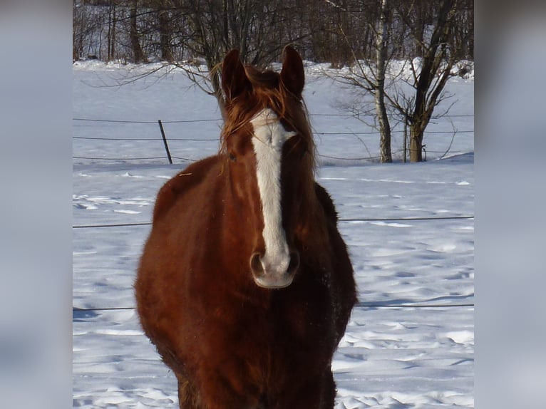 American Indian Horse Wallach 4 Jahre 150 cm Fuchs in Julbach