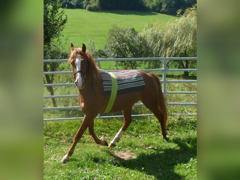 American Indian Horse Mix Wallach 4 Jahre 151 cm Fuchs in JUlbach