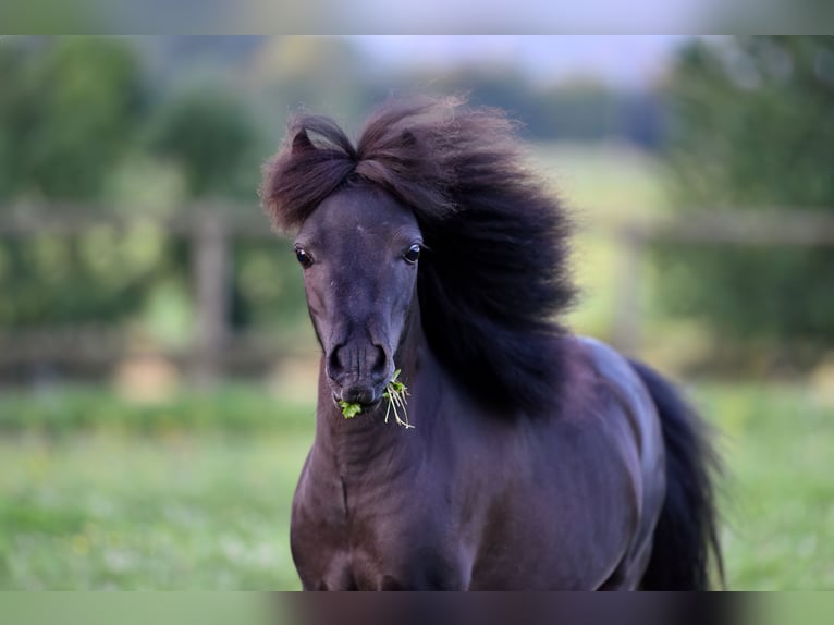 American Indian Horse Wallach 6 Jahre 82 cm Rappe in Feldkirchen-Westerham