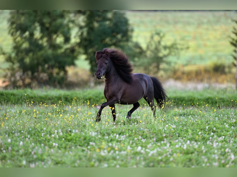 American Indian Horse Wallach 6 Jahre 82 cm Rappe in Feldkirchen-Westerham