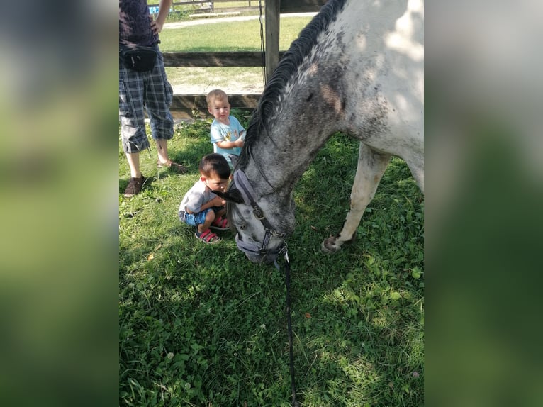 American Indian Horse Wallach 7 Jahre 159 cm in Glashütten