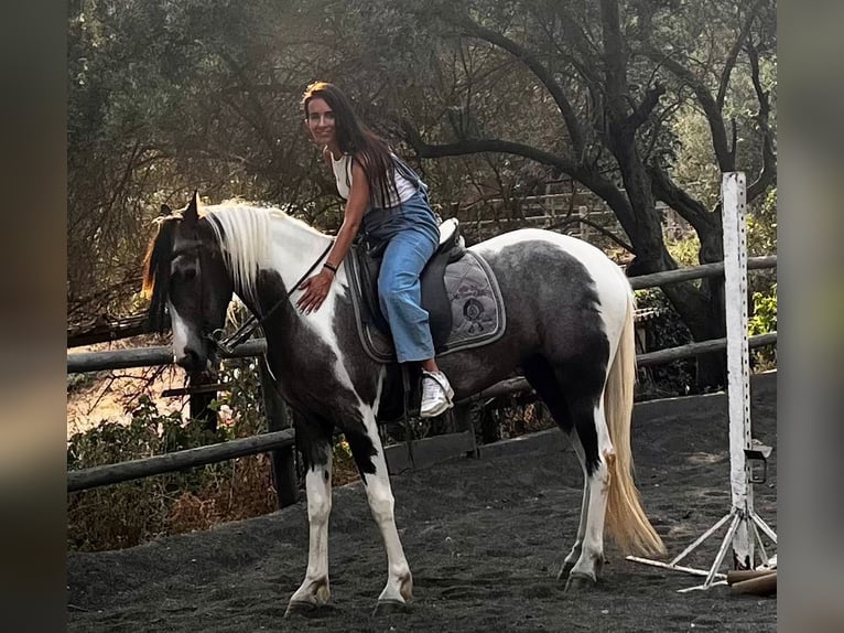 American Indian konia Klacz 3 lat 165 cm Srokata in Barcelona