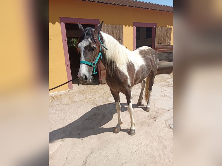 American Indian konia Klacz 3 lat 165 cm Srokata in Barcelona