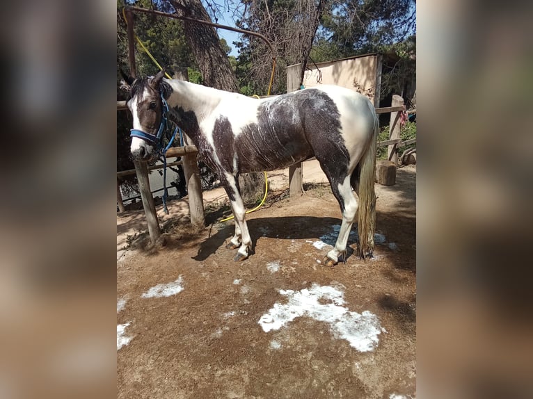 American Indian konia Klacz 3 lat 165 cm Srokata in Barcelona
