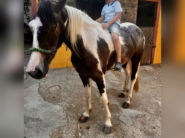 American Indian konia Klacz 3 lat 165 cm Srokata in Barcelona