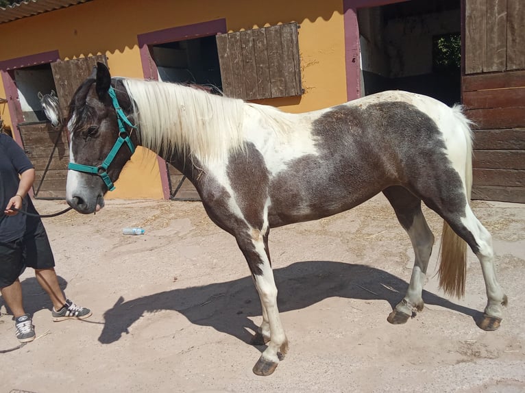American Indian konia Klacz 3 lat 165 cm Srokata in Barcelona