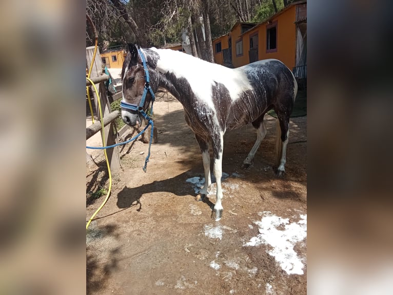 American Indian konia Klacz 3 lat 165 cm Srokata in Barcelona