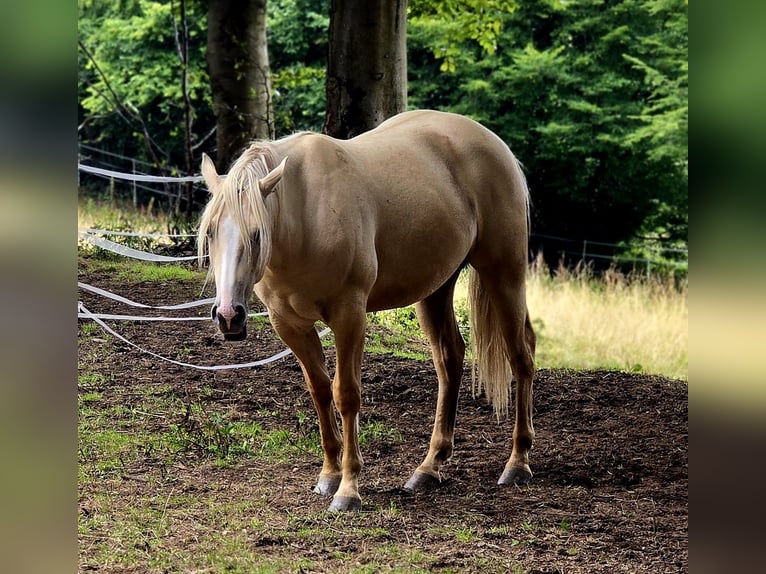 American Indian konia Wałach 2 lat 152 cm Dunalino in Monschau