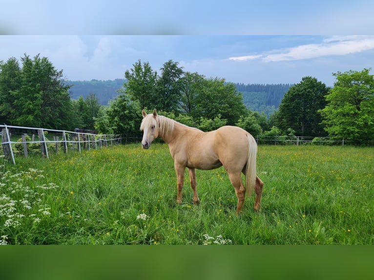 American Indian konia Wałach 2 lat 152 cm Dunalino in Monschau