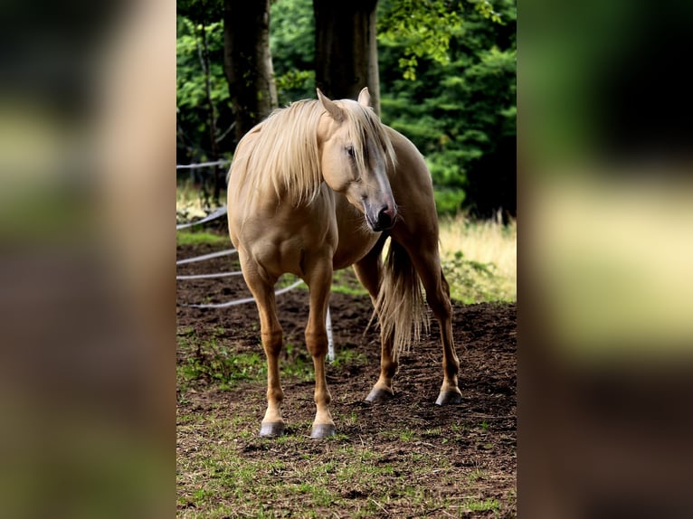 American Indian konia Wałach 2 lat 152 cm Dunalino in Monschau
