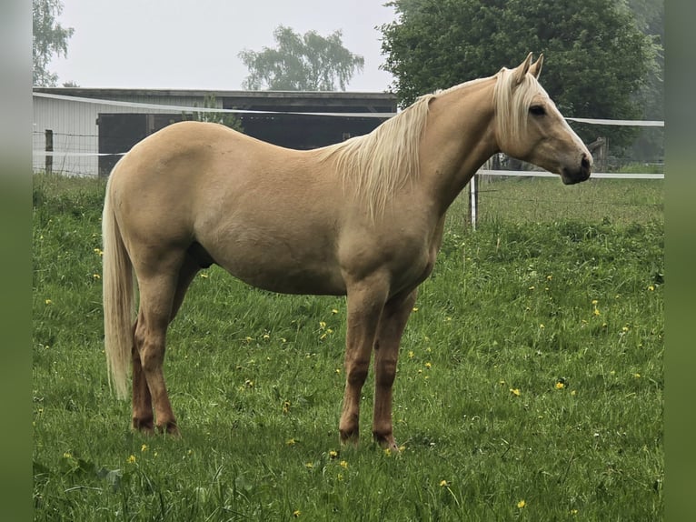 American Indian konia Wałach 2 lat 152 cm Dunalino in Monschau