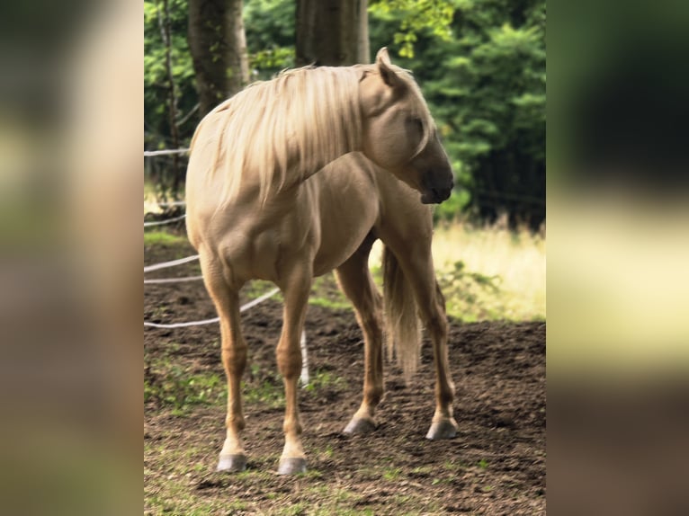 American Indian konia Wałach 2 lat 152 cm Dunalino in Monschau