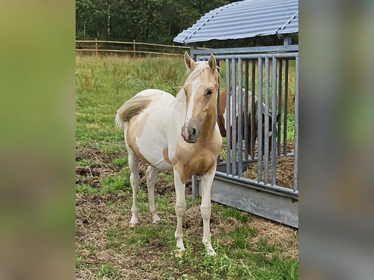 American Indian konia Wałach 3 lat 152 cm Srokata in Langerwehe
