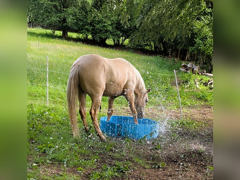 American Indian konia Wałach 3 lat 156 cm Dunalino in Monschau