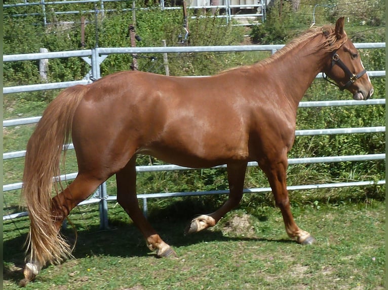 American Indian konia Mix Wałach 4 lat 151 cm Kasztanowata in JUlbach