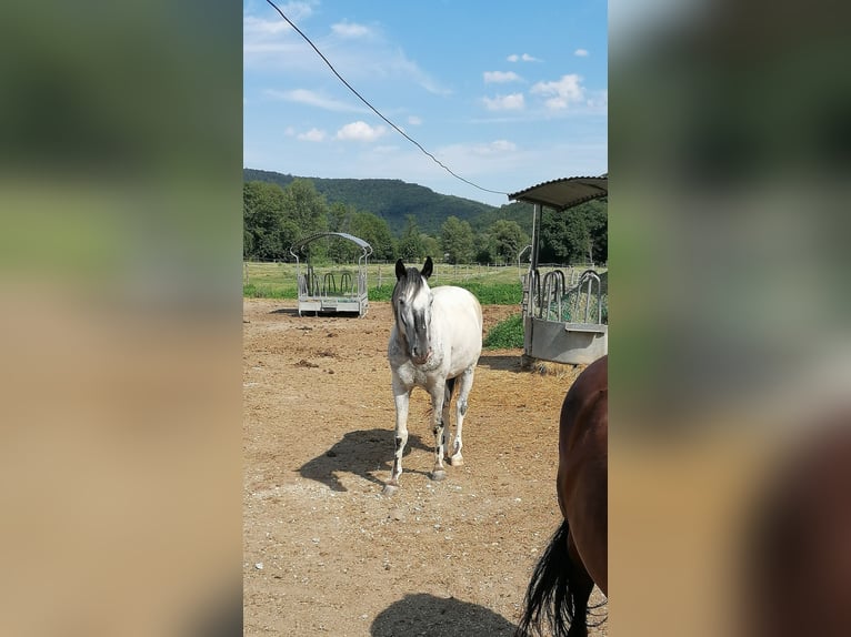 American Indian konia Wałach 7 lat 159 cm in Glashütten