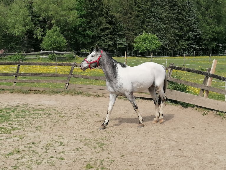 American Indian konia Wałach 7 lat 159 cm in Glashütten