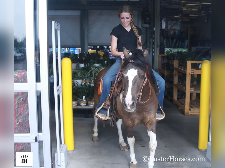 American Miniature Horse Gelding 10 years 11,2 hh Tobiano-all-colors in Weatherford TX