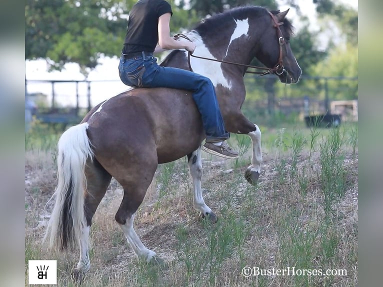 American Miniature Horse Gelding 10 years 11,2 hh Tobiano-all-colors in Weatherford TX