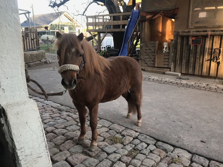 American Miniature Horse Gelding 11 years in Schwörstadt