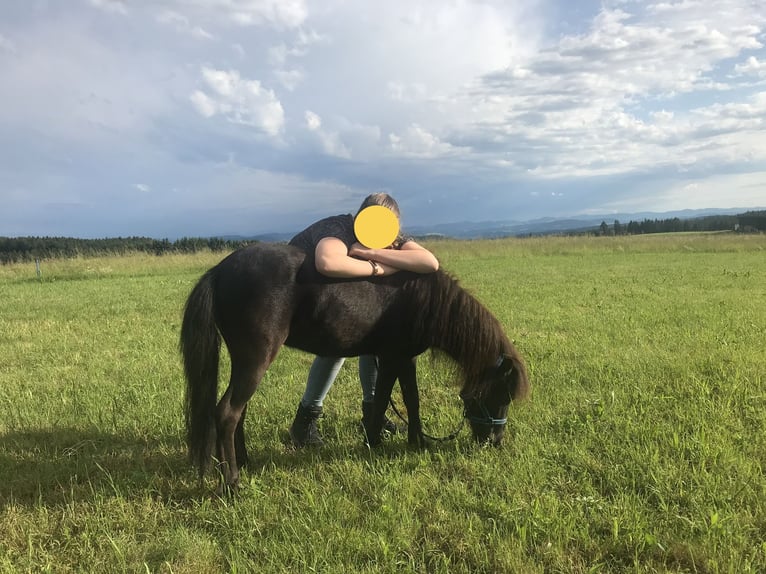 American Miniature Horse Gelding 11 years in Schwörstadt