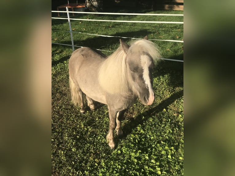 American Miniature Horse Gelding 11 years in Schwörstadt